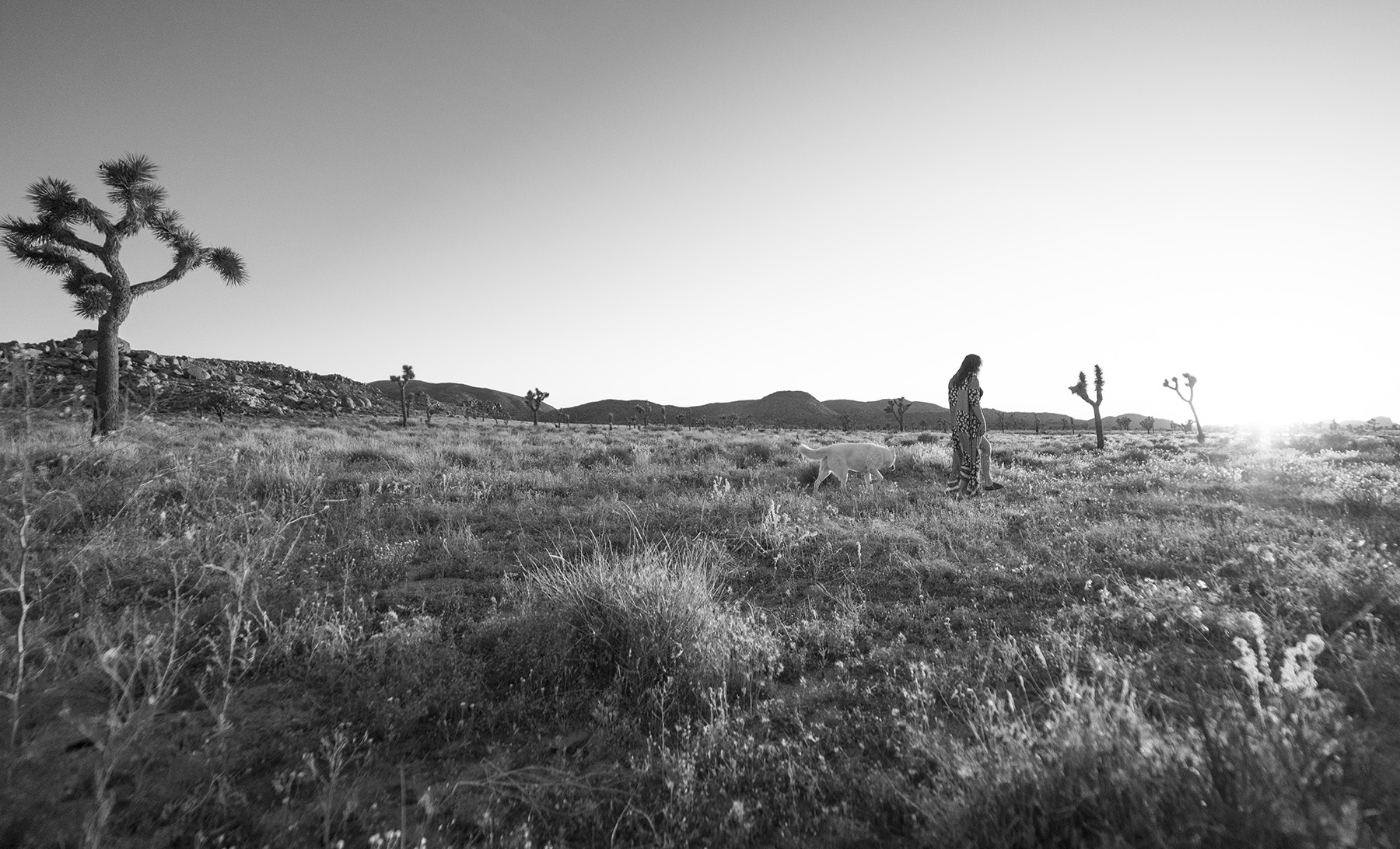 Joshua Tree Reiki